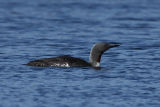 Red-throated Diver